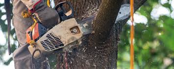 Best Lawn Watering Services  in Robstown, TX