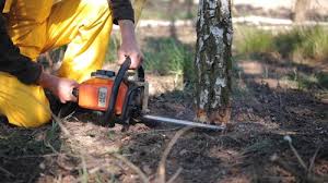 Professional Tree Removal in Robstown, TX