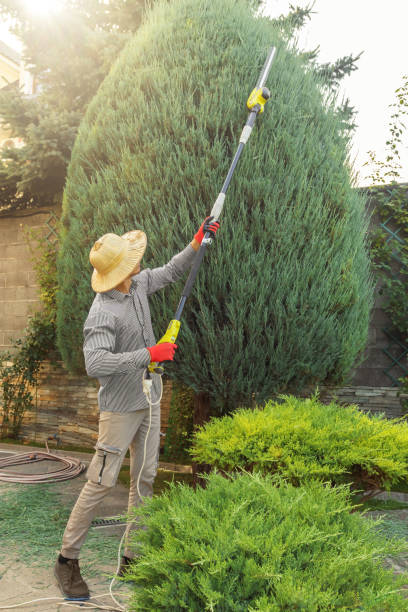 Best Palm Tree Trimming  in Robstown, TX