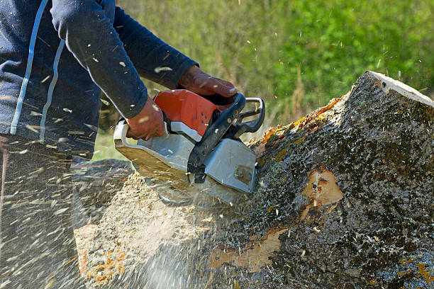 Best Stump Grinding and Removal  in Robstown, TX